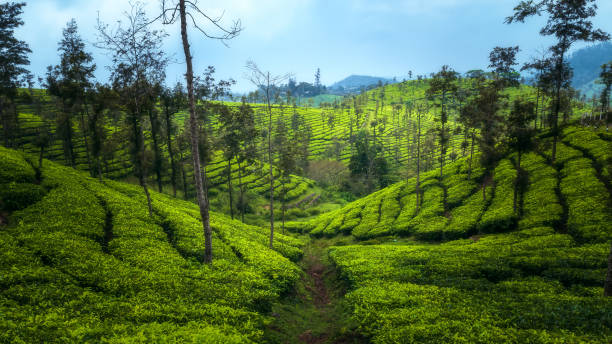 istock Tea plantations in Munnar, Kerala, India 1609312523
