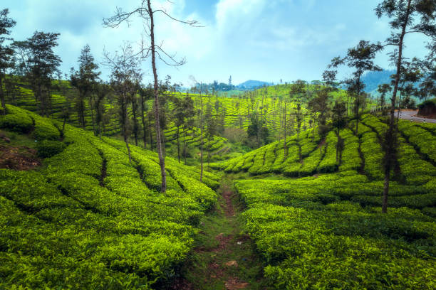 istock Tea plantations in Munnar, Kerala, India 1609313071
