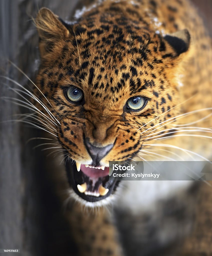 Leopard Portrait of Leopard Africa Stock Photo