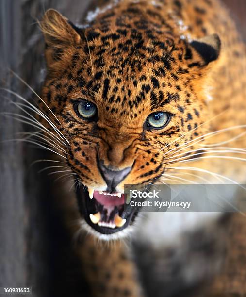 Leopard Stock Photo - Download Image Now - Africa, Animal, Animal Behavior