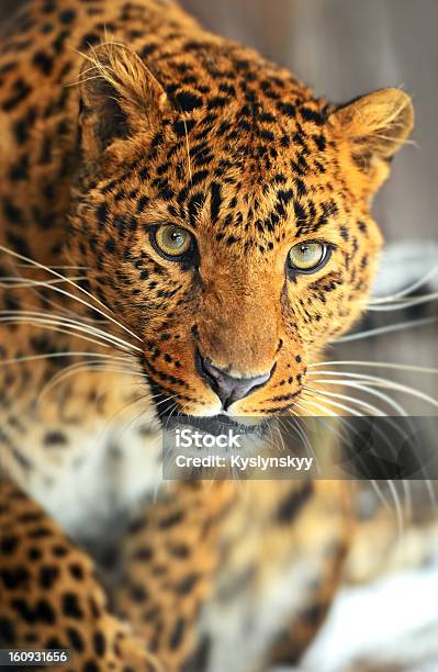 Leopardo - Fotografie stock e altre immagini di Accudire - Accudire, Africa, Ambientazione esterna