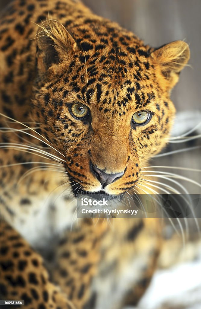 Leopardo - Royalty-free Animais caçando Foto de stock