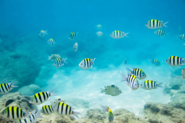 istock Yellow and black striped fish (The sergeant major) swimming in the ocean. 1609324743