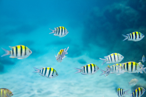 A school of fish swimming in the ocean. The fish are yellow and white striped with black stripes on their sides. The fish are swimming in a group and are all facing the same direction. The background is a blue ocean with a sandy bottom. The water is clear and you can see the fish clearly. The image is taken from a low angle, looking up at the fish. The image shows a typical scene of the sergeant major fish, which are social and form large schools.