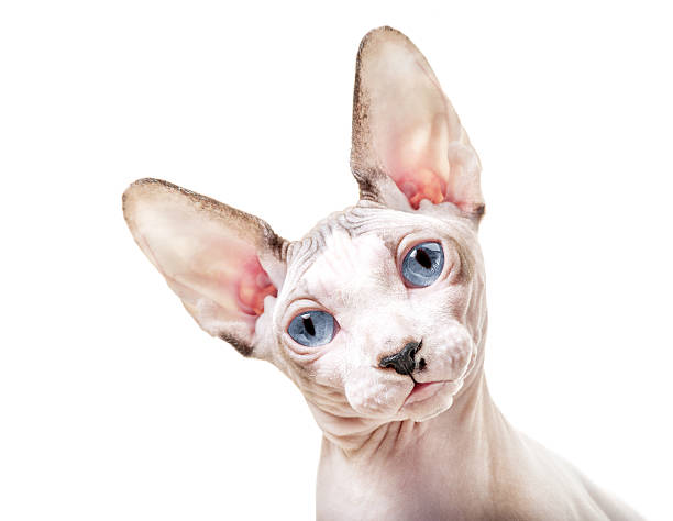 Canadian Sphynx cat with tilted head Canadian Sphynx cat with tilted head close-up portrait on white background hairless animal photos stock pictures, royalty-free photos & images