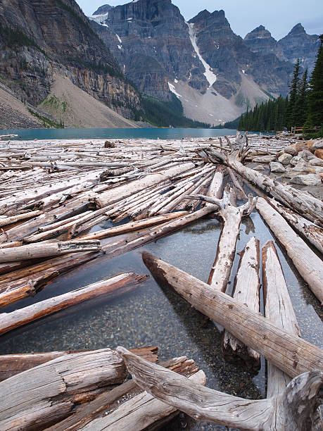 Pile of Logs in Lake stock photo