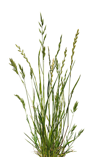 Bundle of meadow grass with spikelets on white background.