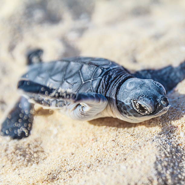 tartaruga marina neonato. - sea turtle square shape square endangered species foto e immagini stock