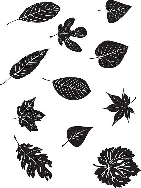 illustrazioni stock, clip art, cartoni animati e icone di tendenza di varie foglie - fig leaf