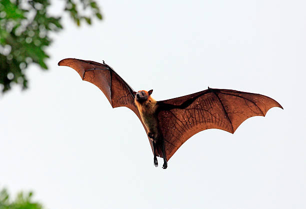 Fruit bat (flying fox) landing in tree Fruit bat (flying fox) landing in tree fruit bat photos stock pictures, royalty-free photos & images