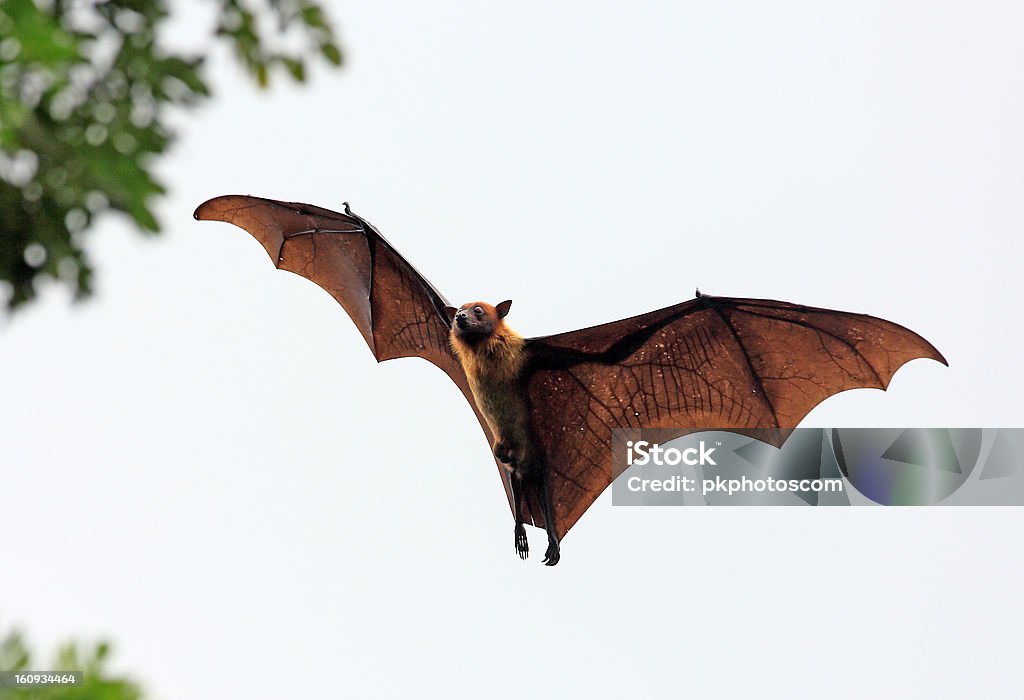 Morcego Frugívoro (Raposa voadora) Desembarque na árvore - Foto de stock de Morcego royalty-free