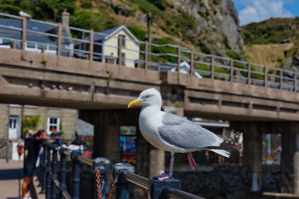 istock seagull on pier with bridge and mountains 1609347038