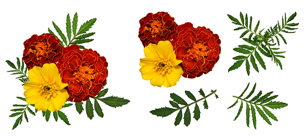 Set of elements for creating collage or design, postcards, invitations. Marigold flowers with leaves isolated on white background.