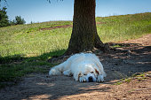 White Tatra shepherd dog sleeping in the shadow under the tree.