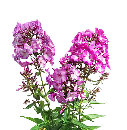 Bouquet of violet garden flowers Phlox.