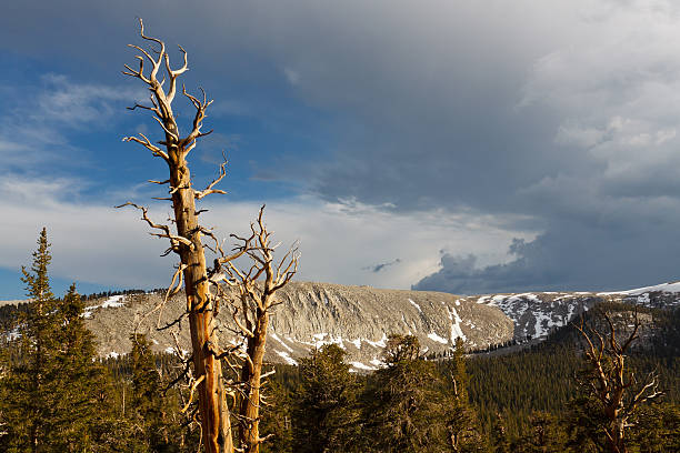 dead pino della sierra nevada - bristlecone pine tree pine tree death foto e immagini stock