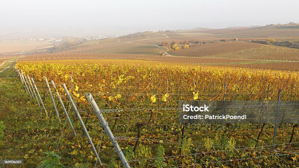 Vineyard Herbst Farben - Lizenzfrei Anhöhe Stock-Foto