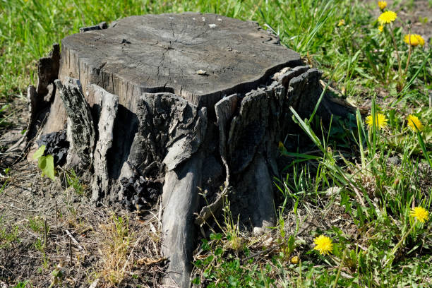 istock black wooden stump with dandelions 1609372127