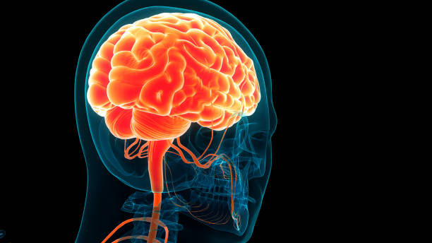 istock Central Organ of Human Nervous System Brain Anatomy 1609381222