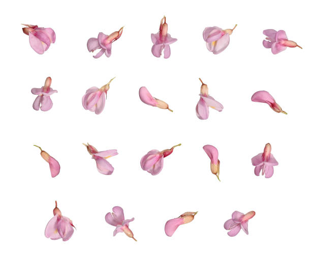 istock Pink acacia flowers at different angles. 1609381752