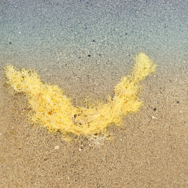 amarelo, alga marinha na praia de areia na maré baixa. - golden algae imagens e fotografias de stock