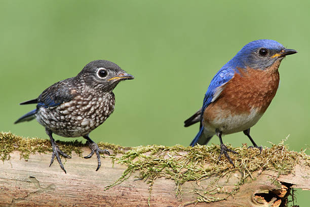 istock Male Eastern Bluebird With Baby 160941922