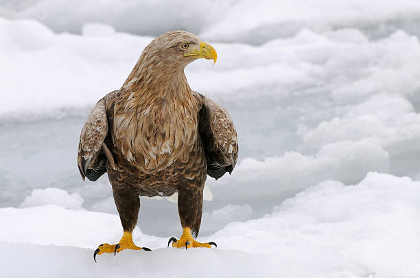 今日はありません！ - white tailed eagle sea eagle eagle sea ストックフォトと画像