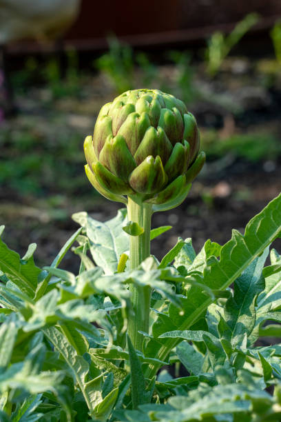 istock Globe artichoke plant (cynara cardunculus var. scolymus) in garden 1609421683