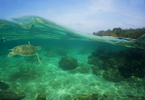 a beautiful green sea turtle in the crystal clear waters of the caribbean sea