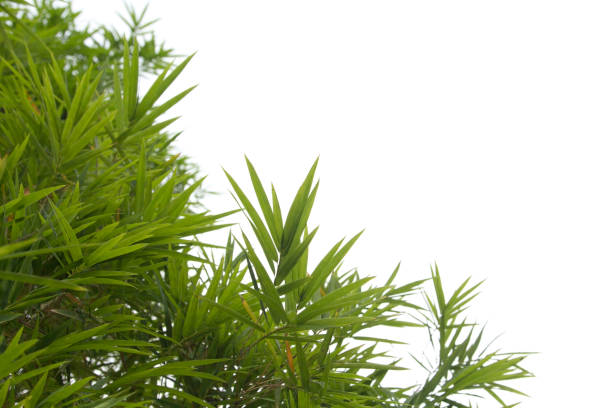 istock Small green bamboo leaves blown by the windy natural wind on isolated white background. 1609428234
