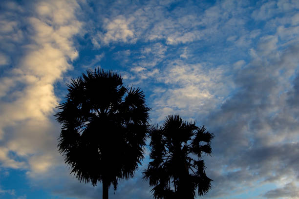 palm trees in the evening Beautiful colorful sky and clouds background in the evening before the sun sets today.