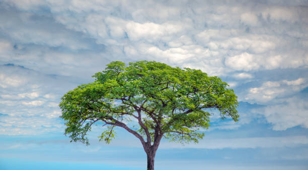 istock Acacia Tree on Savanna with Storm Clouds in Background - Namibia 1609434740