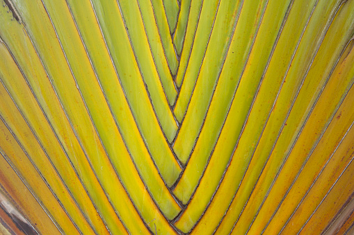 banana fan palm tree- A large banana fan palm tree with large leaves - to decorate your garden and make your home stand out and beautify-shady.