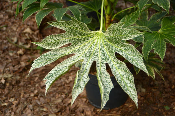 istock Fatsia japonica 'Spider's web. 1609438908