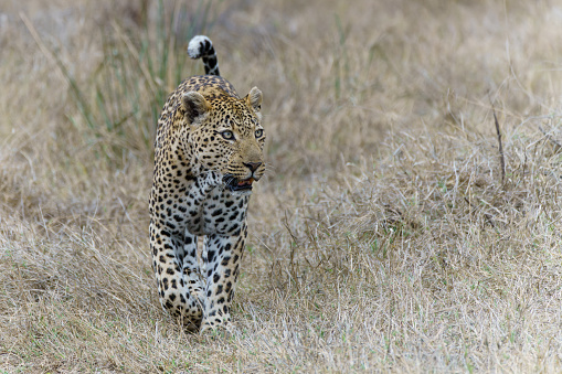 Leopard male walking around the Sand River in Sabi Sands Game Reserve in the Greater Kruger Region in South Africa