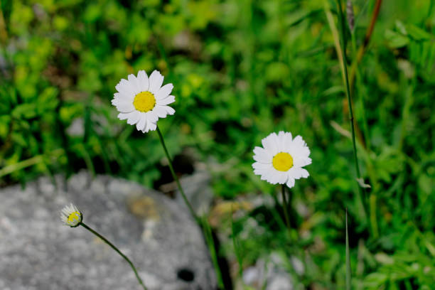 istock Wild camomille growing on the stone ground 1609447863