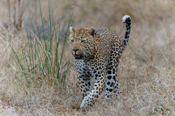 istock Leopard male in Sabi Sands Game Reserve 1609448838