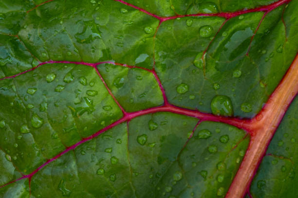 Close-up view of a colorful leaf stock photo