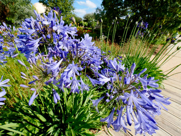 istock Blue agapanthus flowers in garden 1609450566