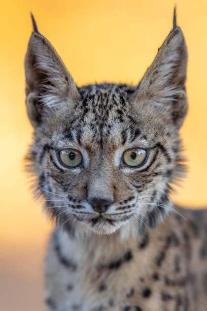 istock Iberian lynx cub looking attentively 1609453268