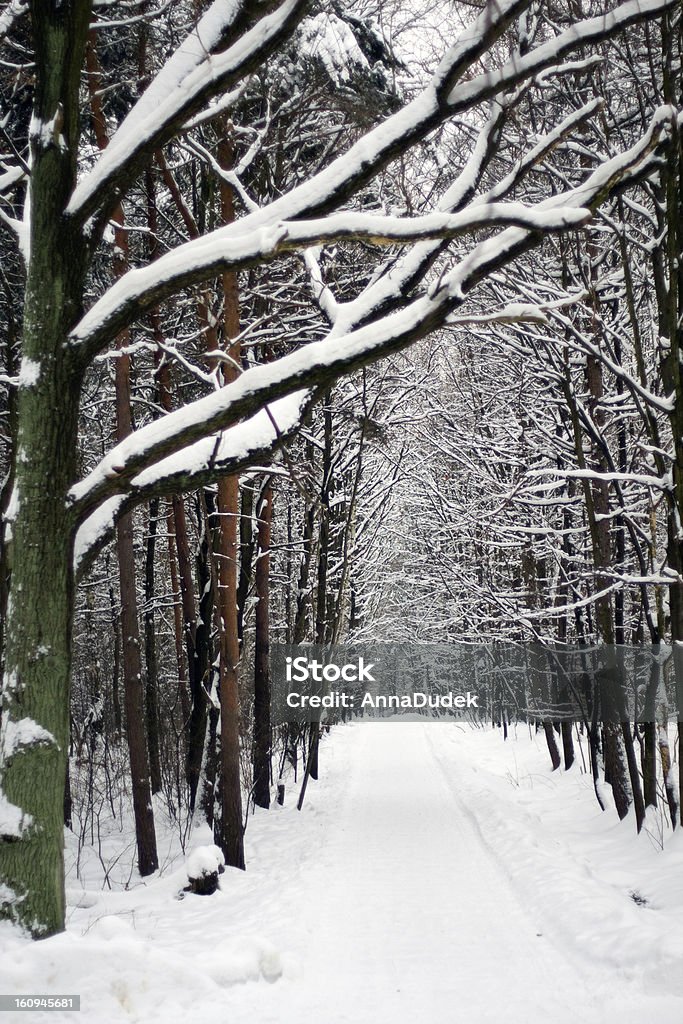 Зимний парк road - Стоковые фото Без людей роялти-фри