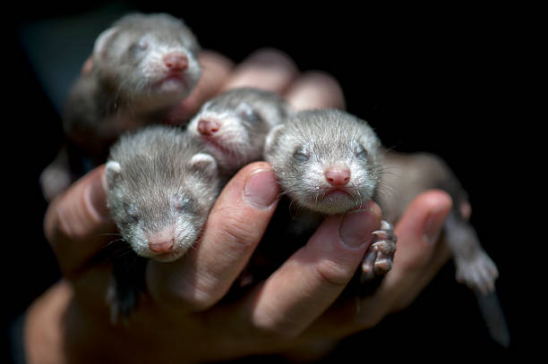 아기 skunks - young animal skunk cute newborn 뉴스 사진 이미지