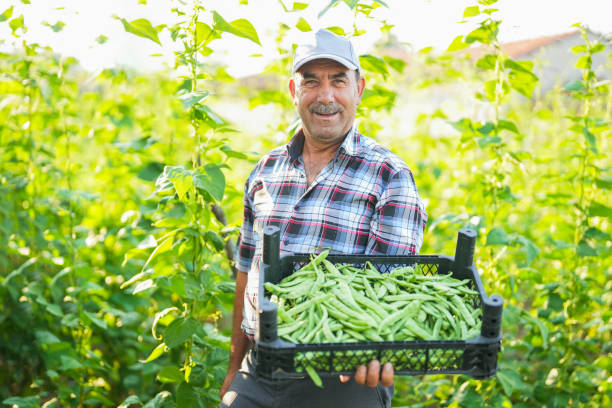 istock senior man picking vegetables in hobby garden 1609462860