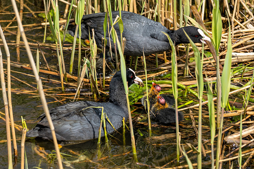 Eurasian coot (Fulica atra) with chicks on water