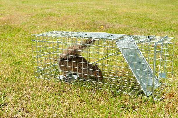 Grey Squirrel rodent in a wire trap stock photo