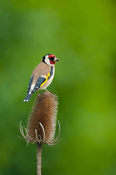 Goldfinch perching on a Teasel stock photo