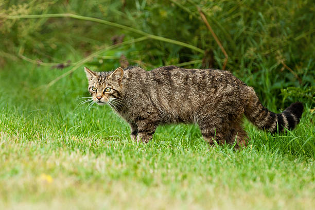 istock Scottish Wildcat hunting 160946494