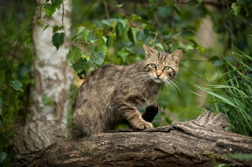 Gato salvaje escocés esconden en un árbol photo