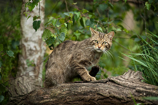 chat sauvage écossais se cacher dans un arbre - chat sauvage photos et images de collection