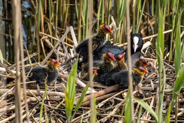 istock Eurasian coot (Fulica atra) with chicks in nest 1609465067